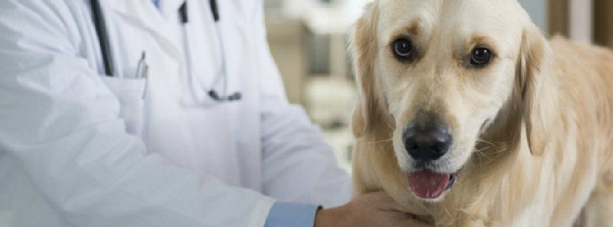 50% dofinansowania na ograniczenie bezdomności psów