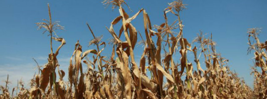 Informacja dla rolników