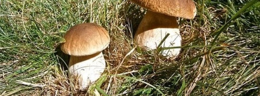 Konkurs fotograficzny „Leśne inspiracje”